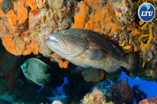 Grouper Facts For You